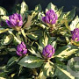 Rhododendron 'Blattgold' 50-60 cm 10L