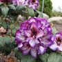 Rhododendron 'Hans Hachmann' 60-70 cm 20L