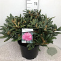 Rhododendron (Y) 'Polaris' 40-50 cm 20L