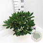 Rhododendron (Y) 'Porzellan' 25-30 cm 5,0L
