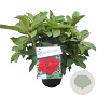 Rhododendron 'Red Jack' 30-40 cm 5,0L struik