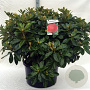 Rhododendron 'Red Jack' 80-100 cm cont. 80L