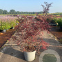 Sambucus nigra Black Lace 80-100 cm 15L