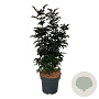 Sambucus nigra Black Tower 80-100 cm 15L