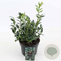 Sarcococca confusa 20-30 cm 2,0L
