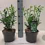 Sarcococca confusa 20-30 cm 2,0L