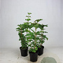 Viburnum opulus 40-60 cm 2,5L