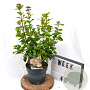 Viburnum tin. Lisarose 40-60 cm 3,0L