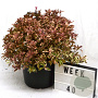 Weigela florida All Summer Monet 50-70 cm 12L