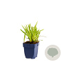 Carex morrowii 'Goldband' GM  P11