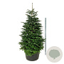 Abies nordmanniana 225-250 cm cont. 285L solitair