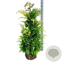 Chamaecyparis l. 'Ivonne' 120-140 cm met kluit extra