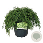 Chamaecyparis p. 'Filifera Nana' 40-50 cm 6L