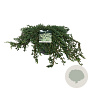Juniperus communis 'Ristol' 60-80 cm P26