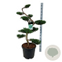Juniperus virg. 'Grey Owl' 125 cm 45L bonsai