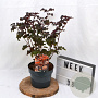 Physocarpus 'Lady in Red' 40-60 cm 3,0L