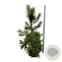 Pinus nigra nigra 175-200 cm draadkluit extra