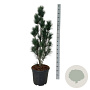 Pinus strobus 'Stowe Pillar' 100-125 cm 30L extra