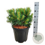 Pinus sylv. Blue Pearl 30-40 cm 15L