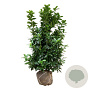 Prunus l. Kleopatra 125-150 cm met kluit extra