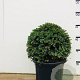 Taxus baccata 55-60 cm met kluit bol extra