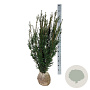 Taxus media 'Hicksii' 100-120 cm met kluit
