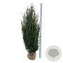 Taxus media 'Hicksii' 160-180 cm met kluit extra
