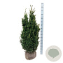 Taxus media 'Hillii' 100-120 cm met kluit extra