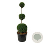 Thuja occ. 'Smaragd' 150-175 cm cont. 90L trio bol