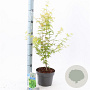 Acer pal. 'Bi-hoo' 60-65 cm 3,0L