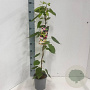 Actinidia kolomikta 60-70 cm 2,0L met stok