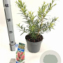 Callistemon rugulosus 30-40 cm 2,0L