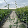 Carpinus betulus 150-175 cm 5,0L