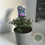Ceanothus 'Blue Mound' 10 cm 2,0L