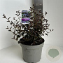 Ceanothus 'Tuxedo' 30-40 cm 5,0L