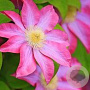 Clematis 'Asao' 80 cm rozenpot 2L