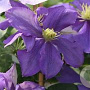 Clematis 'General Sikorski' 80 cm rozenpot 2L