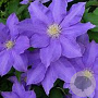 Clematis 'H.F. Young' 80 cm rozenpot 2L