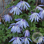 Clematis 'Maidwell Hall' 80 cm rozenpot 2L