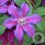 Clematis 'Mrs N. Thompson' 80 cm rozenpot 2L
