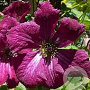 Clematis 'Rubra' 80 cm rozenpot 2L
