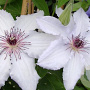 Clematis 'Snow Queen' 80 cm rozenpot 2L