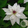 Clematis Sparkler 80 cm rozenpot 2L
