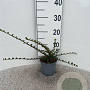Cotoneaster horizontalis 15-20 cm C1.3