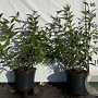Deutzia rosea 40-60 cm 2,0L