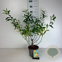 Forsythia int. 'Lynwood' 50-60 cm 35L
