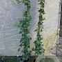 Hedera hibernica 100-125 cm 2,0L