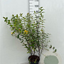 Hypericum 'Hidcote' 40-60 cm 5,0L