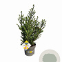 Ilex crenata Dark Green 40-60 cm 5,0L struik