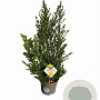 Ilex crenata Dark Green 60-80 cm 7,5L struik